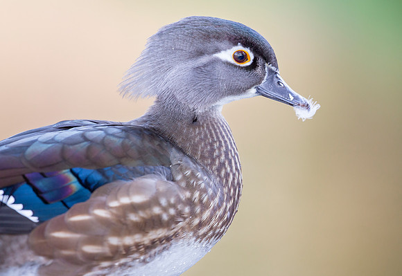 Wood Duck (Female)