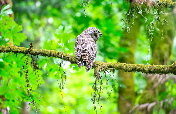 Barred Owl