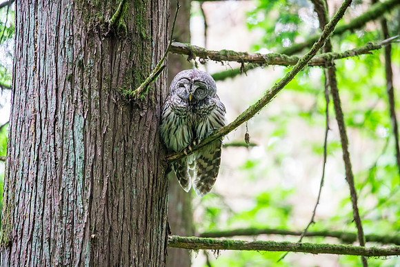 Barred Owl