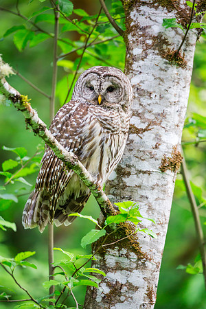 Barred Owl