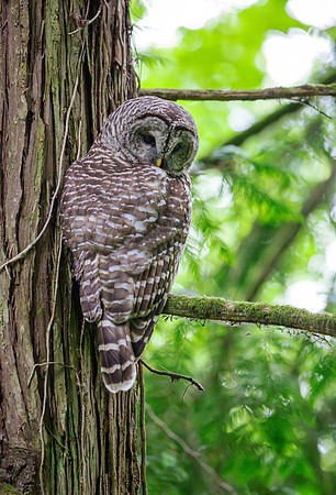 Barred Owl