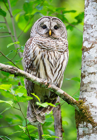 Barred Owl