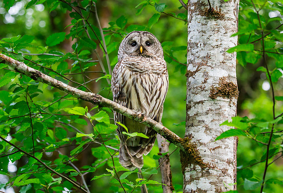Barred Owl