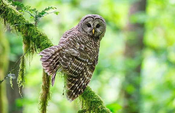 Barred Owl