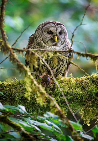 Barred Owl