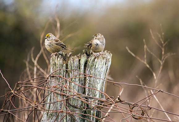 Golden-crowned Sparrows