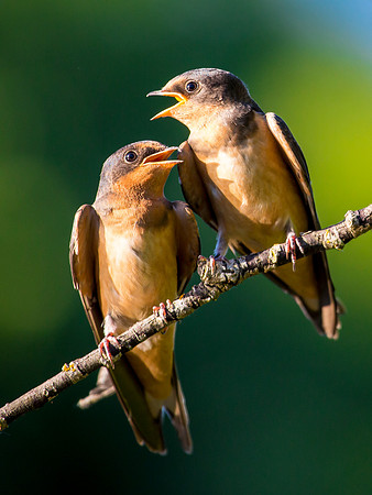 Barn Swallow Fledglings