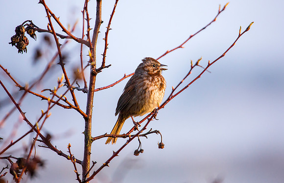 Song Sparrow singing