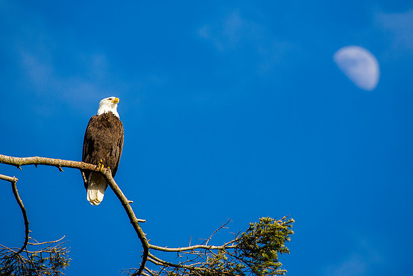 Bald Eagle