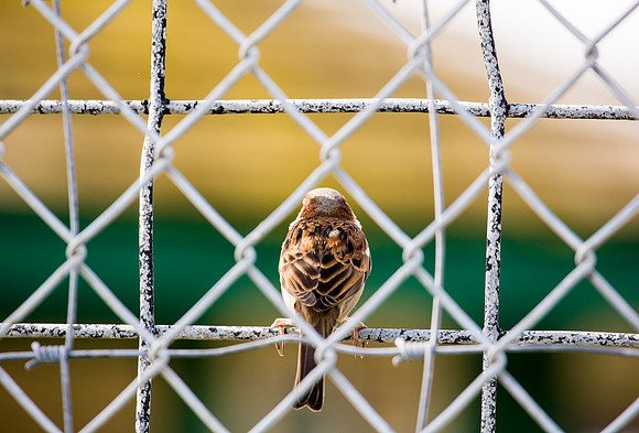 House Sparrow