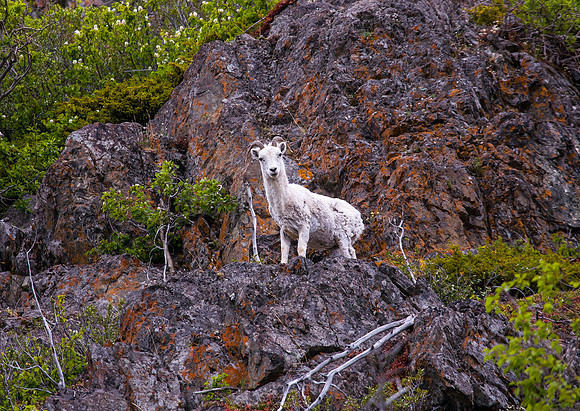 Dall Sheep