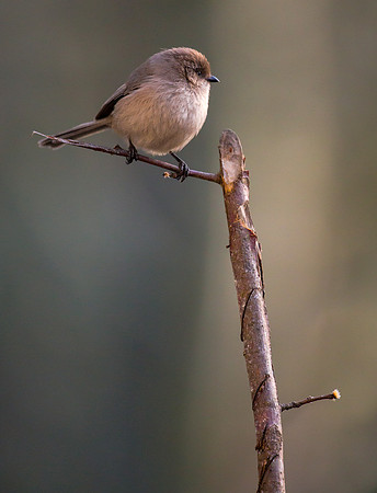 Female Bushtit