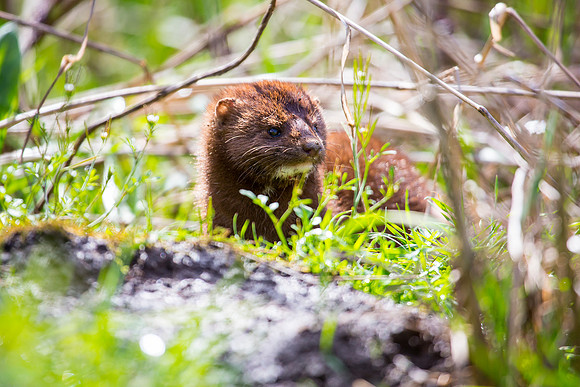 Mink