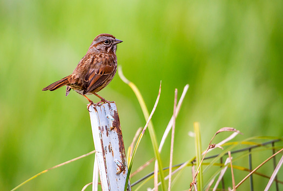 Song Sparrow