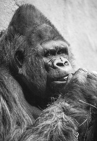 Gorilla