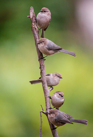 Bushtits