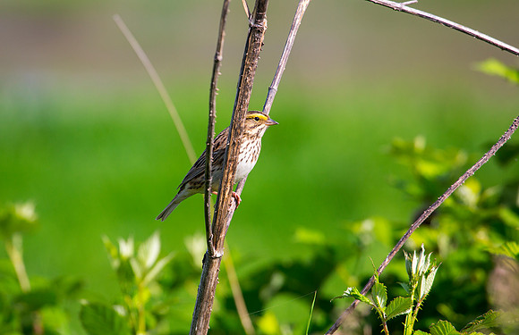 Savannah Sparrow