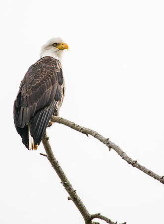 Bald Eagle