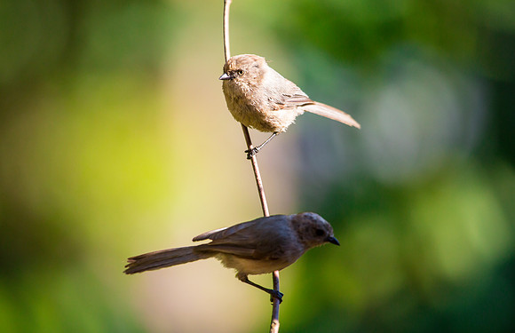 Bushtits