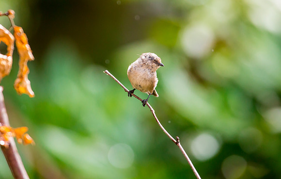 Bushtit (Female)
