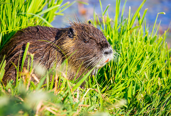 Nutria