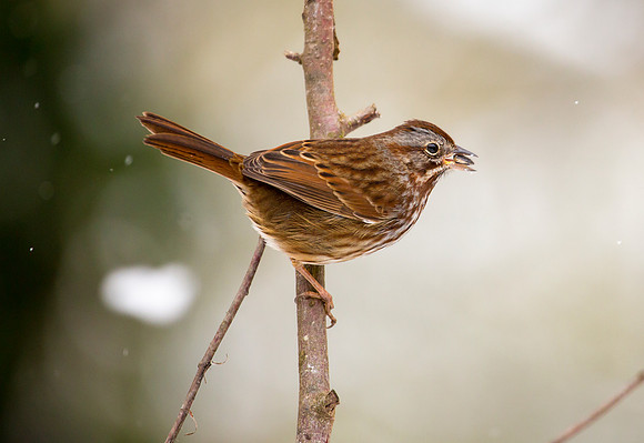 Song Sparrow