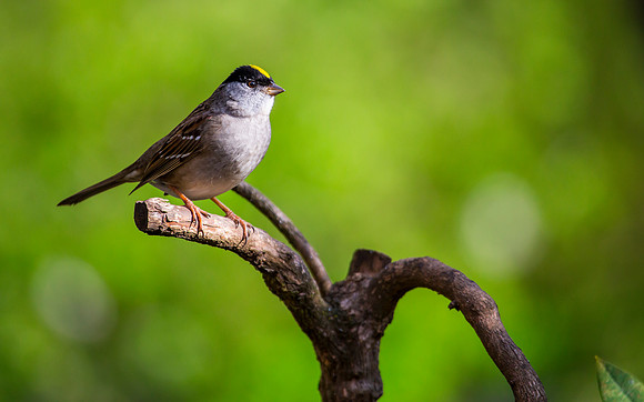 Golden Crowned Sparrow