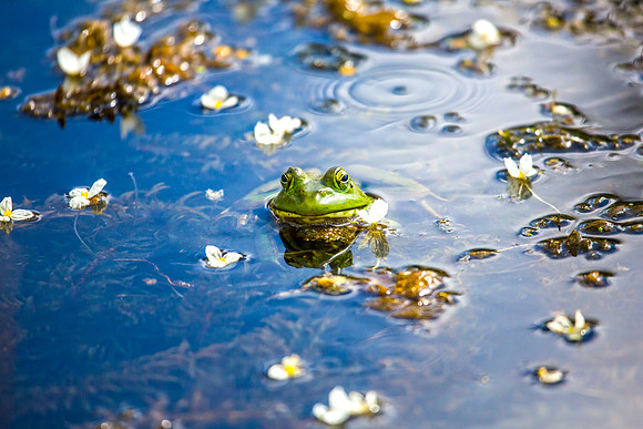Bullfrog