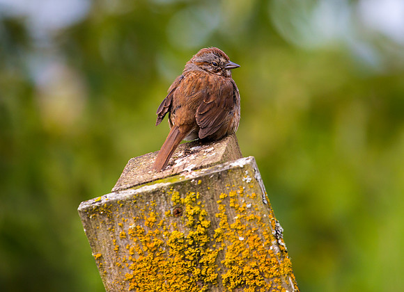 Surly Song Sparrow