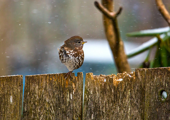 Fox Sparrow