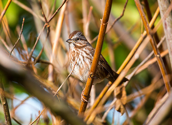 Song Sparrow