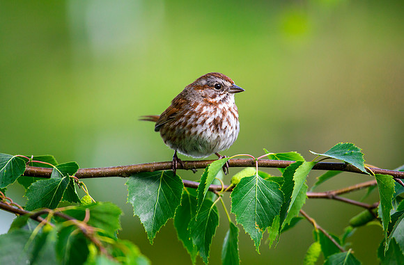 Song Sparrow