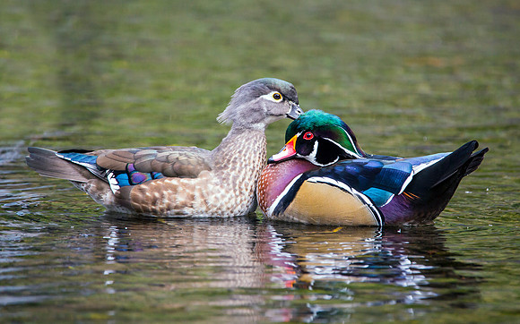 Wood Ducks (Male & Female)