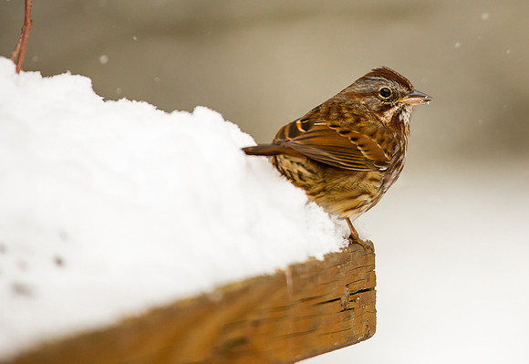 Song Sparrow