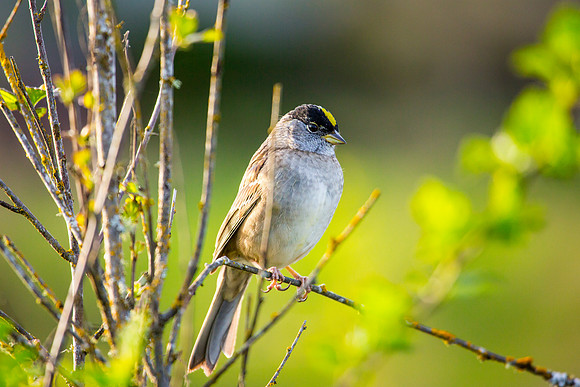 Golden-crowned Sparrow