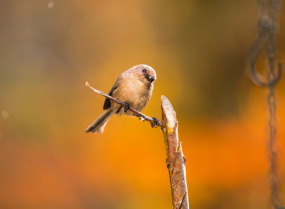 Bushtit