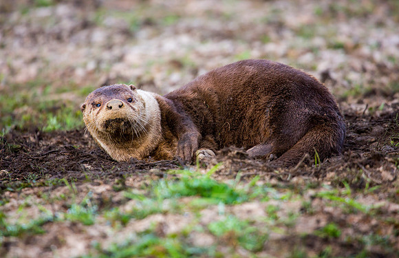 River Otter