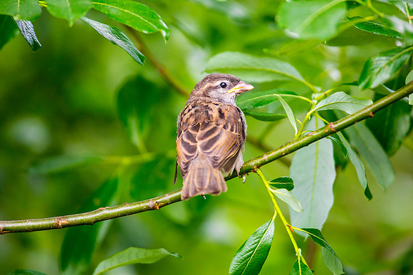 House Sparrow (Fledgling)