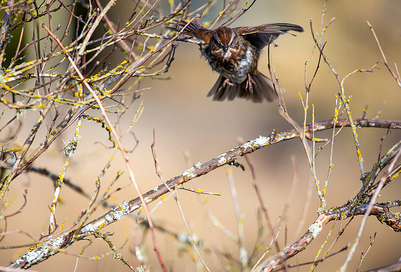 Song Sparrow