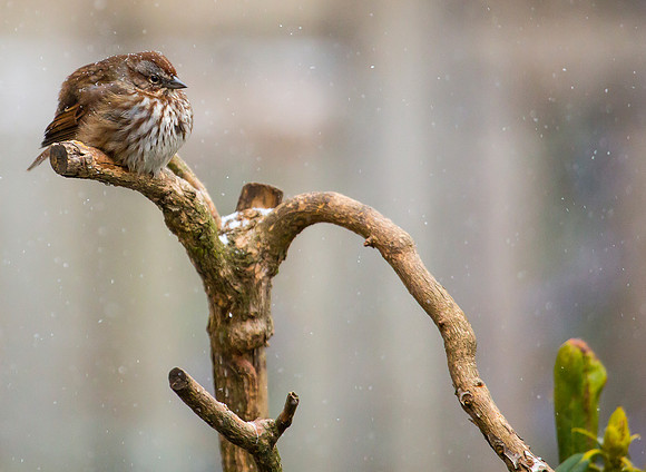 Song Sparrow