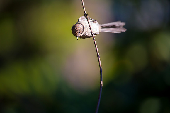 Female Bushtit