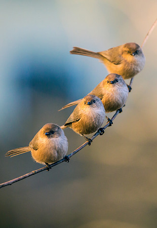Bushtits