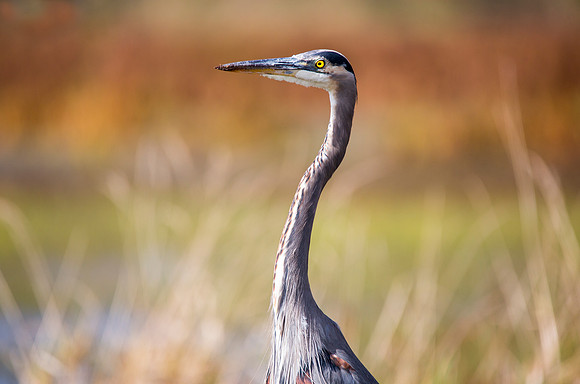 Great Blue Heron