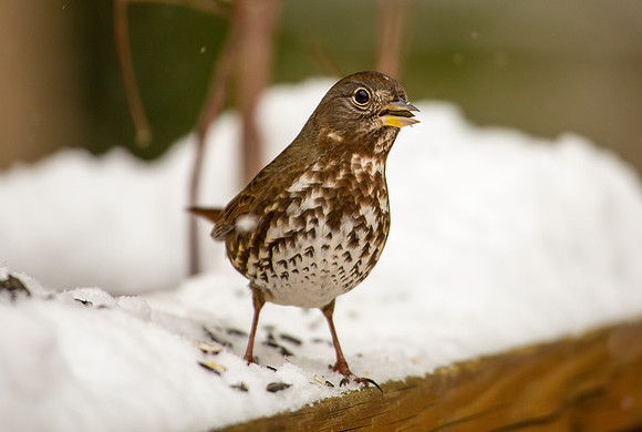 Fox Sparrow