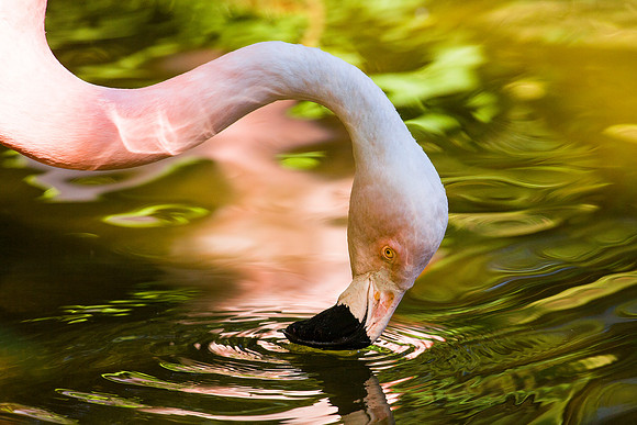 Chilean Flamingo