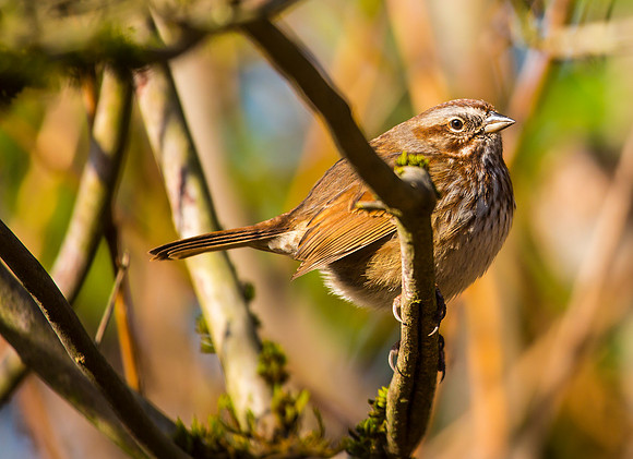 Song Sparrow