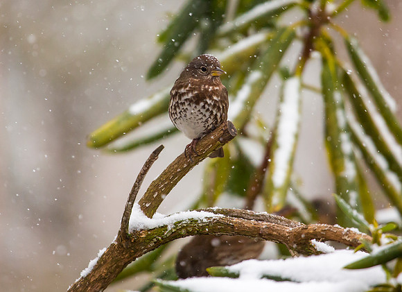 Fox Sparrow