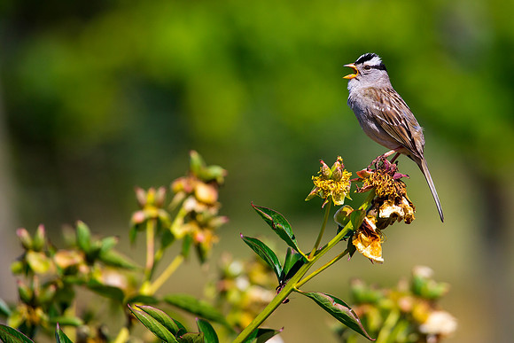 White-crowned Sparrow