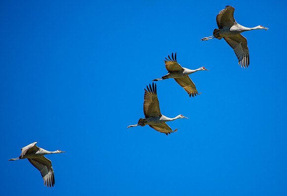Sandhill Cranes