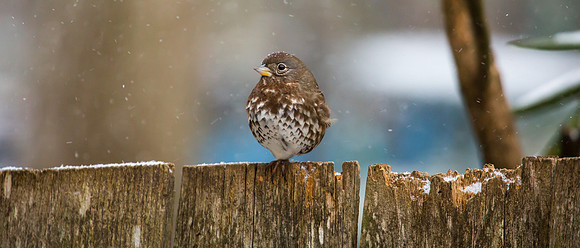 Fox Sparrow
